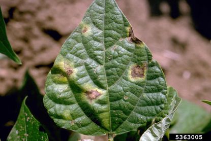 bean blight