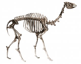 The skeleton of a llama-like creature displayed standing against a white background.