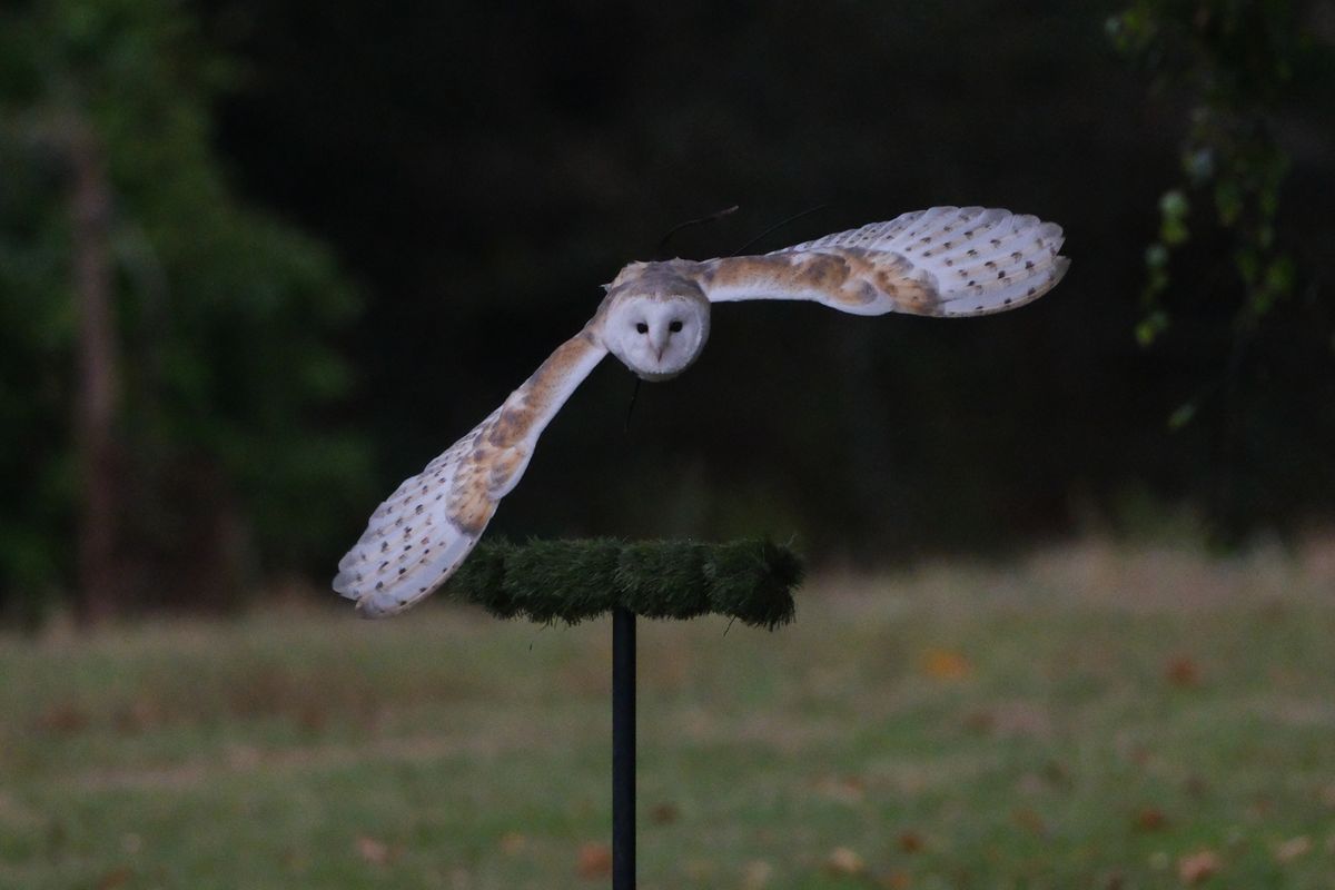 A photo of a bird of prey captured using a Fujifilm X-H2S and XF 400mm F4.5 R LM OIS WR telephoto lens
