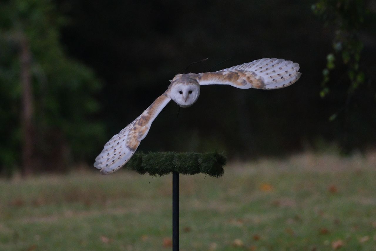 A photo of a bird of prey captured using a Fujifilm X-H2S and XF 400mm F4.5 R LM OIS WR telephoto lens