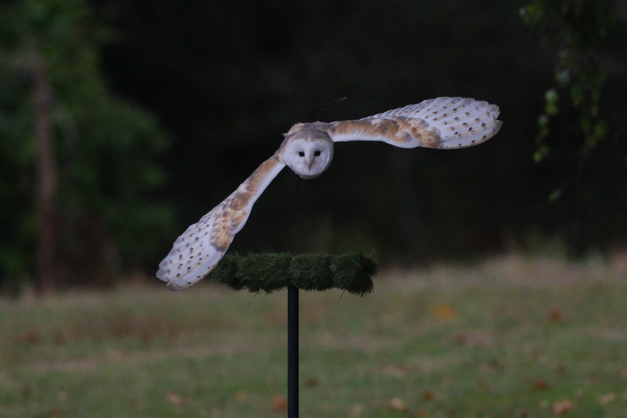 A photo of a bird of prey captured using a Fujifilm X-H2S and XF 400mm F4.5 R LM OIS WR telephoto lens