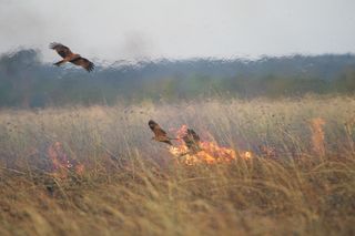 Black kites (Milvus migrans) visit a grass fire in Borroloola, Northern Territory, Australia, in 2014.