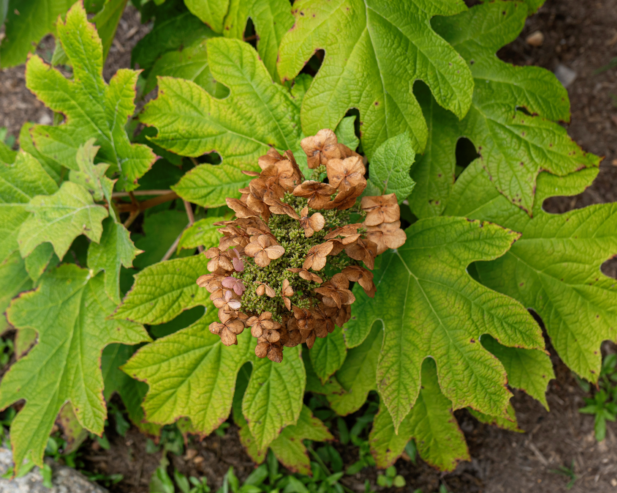 A panicle of brown flowers of the oak leaf hydrangea.