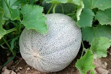 Cantaloupe Plant