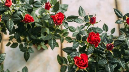 Miniature roses with red blooms