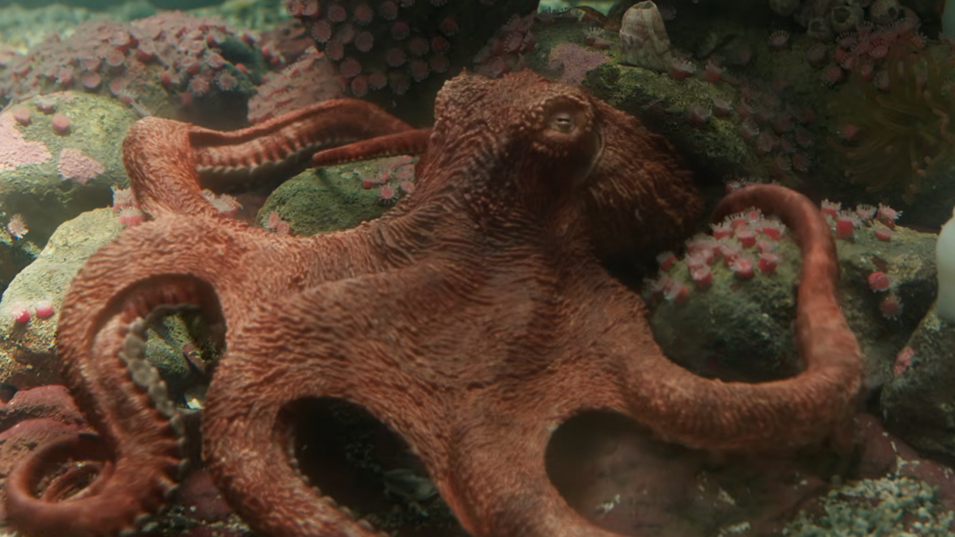 Marcellus, an octopus voiced by Alfred Molina, lounging in his tank