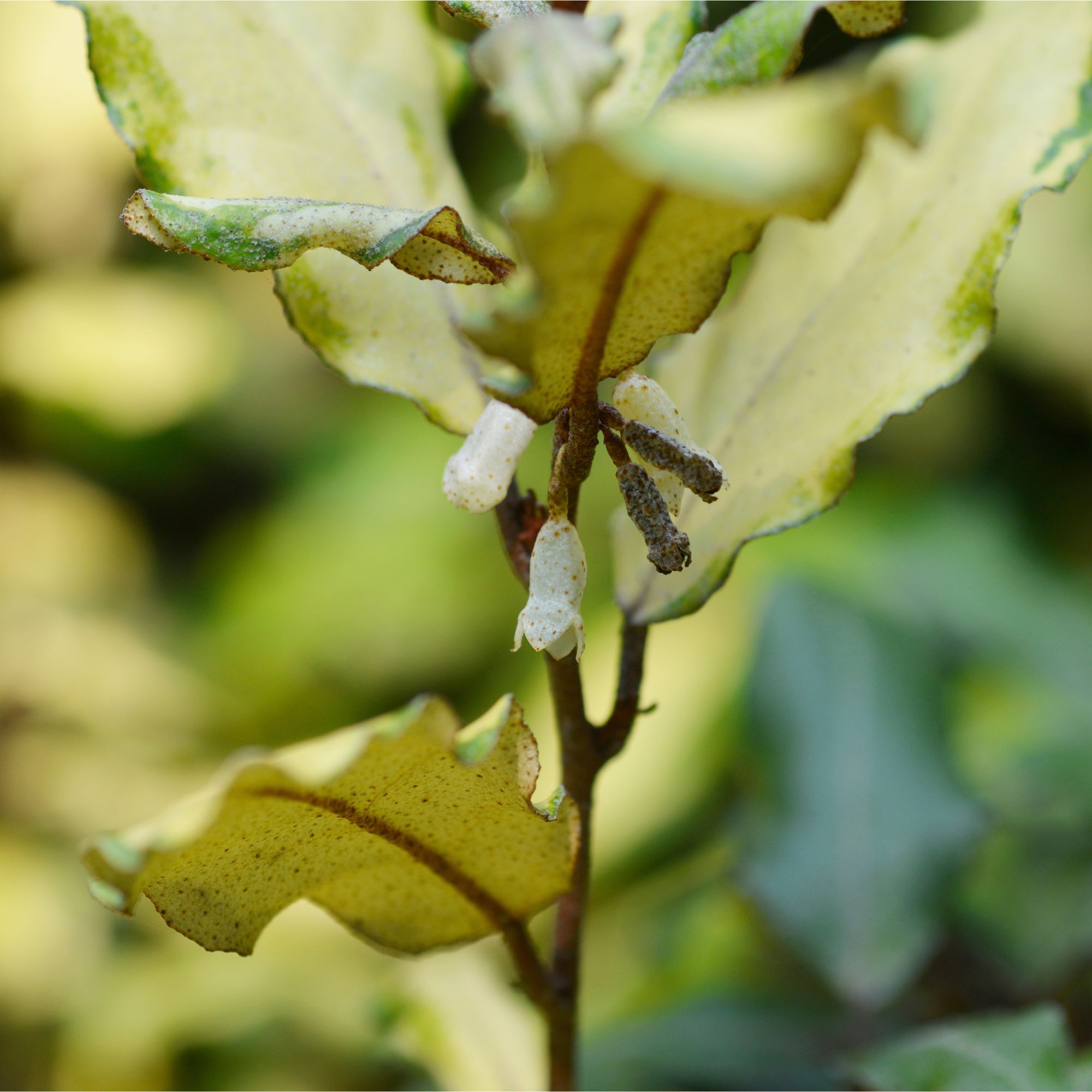 Flowering variegated Elaeagnus shrub