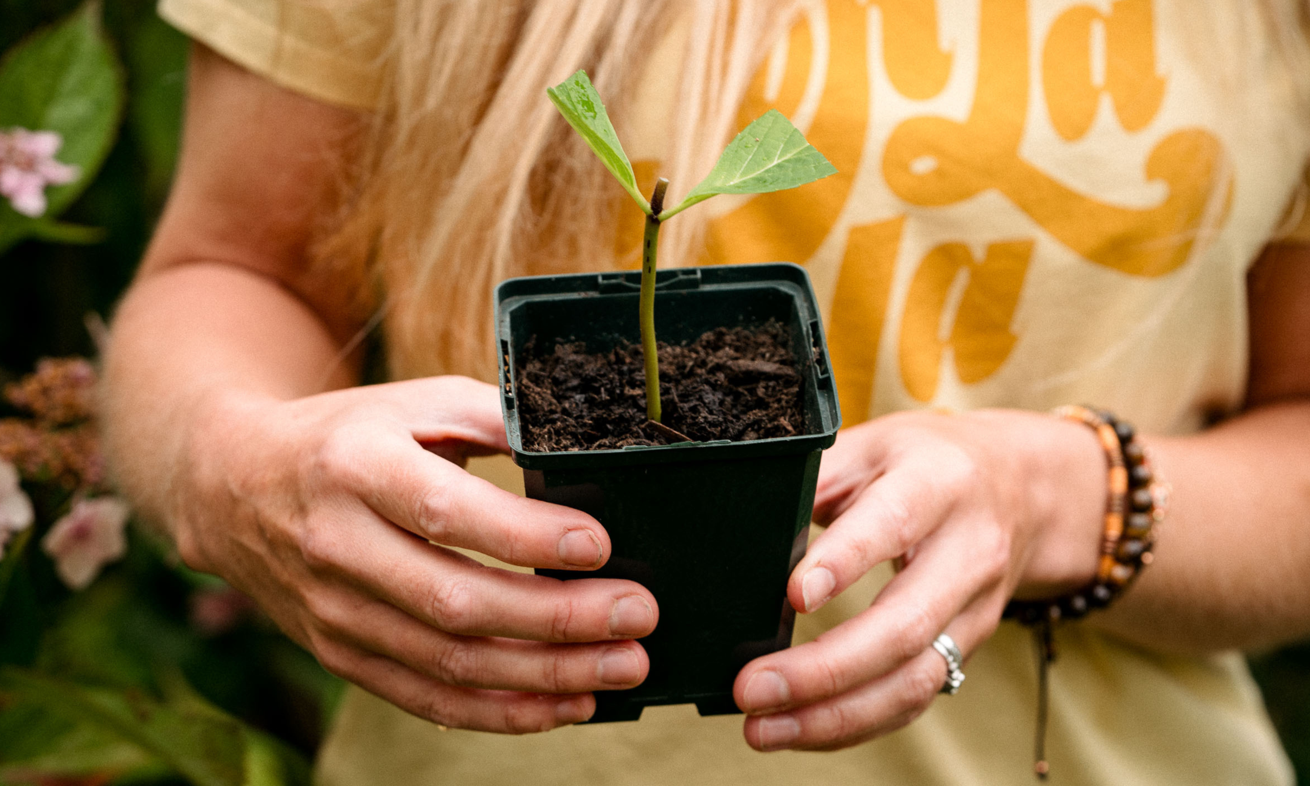 Hands holding a Lacecap hydrangea stem cutting potted up