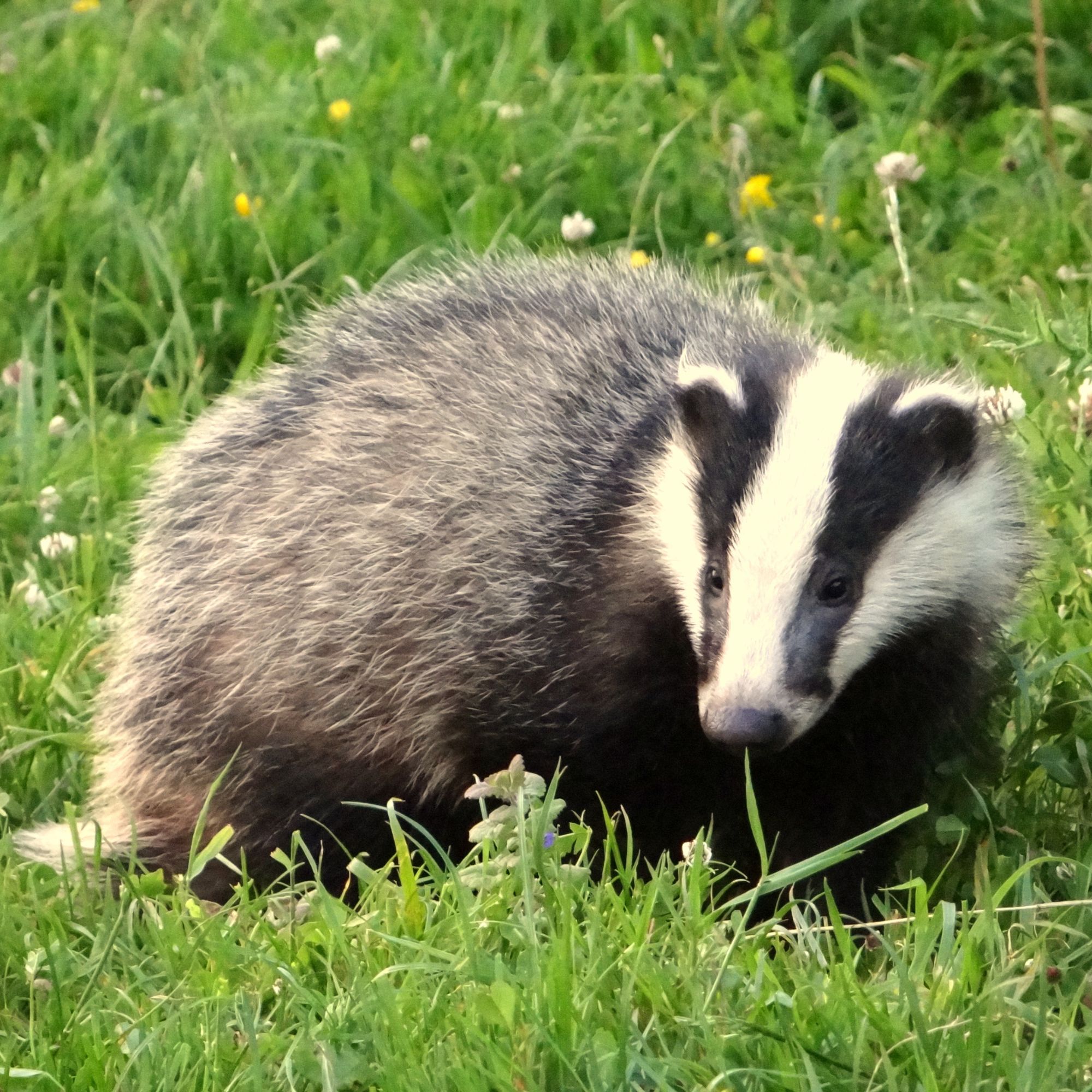 A badger sat down in a lawn