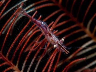 Underwater photo of shrimp off Scotland.