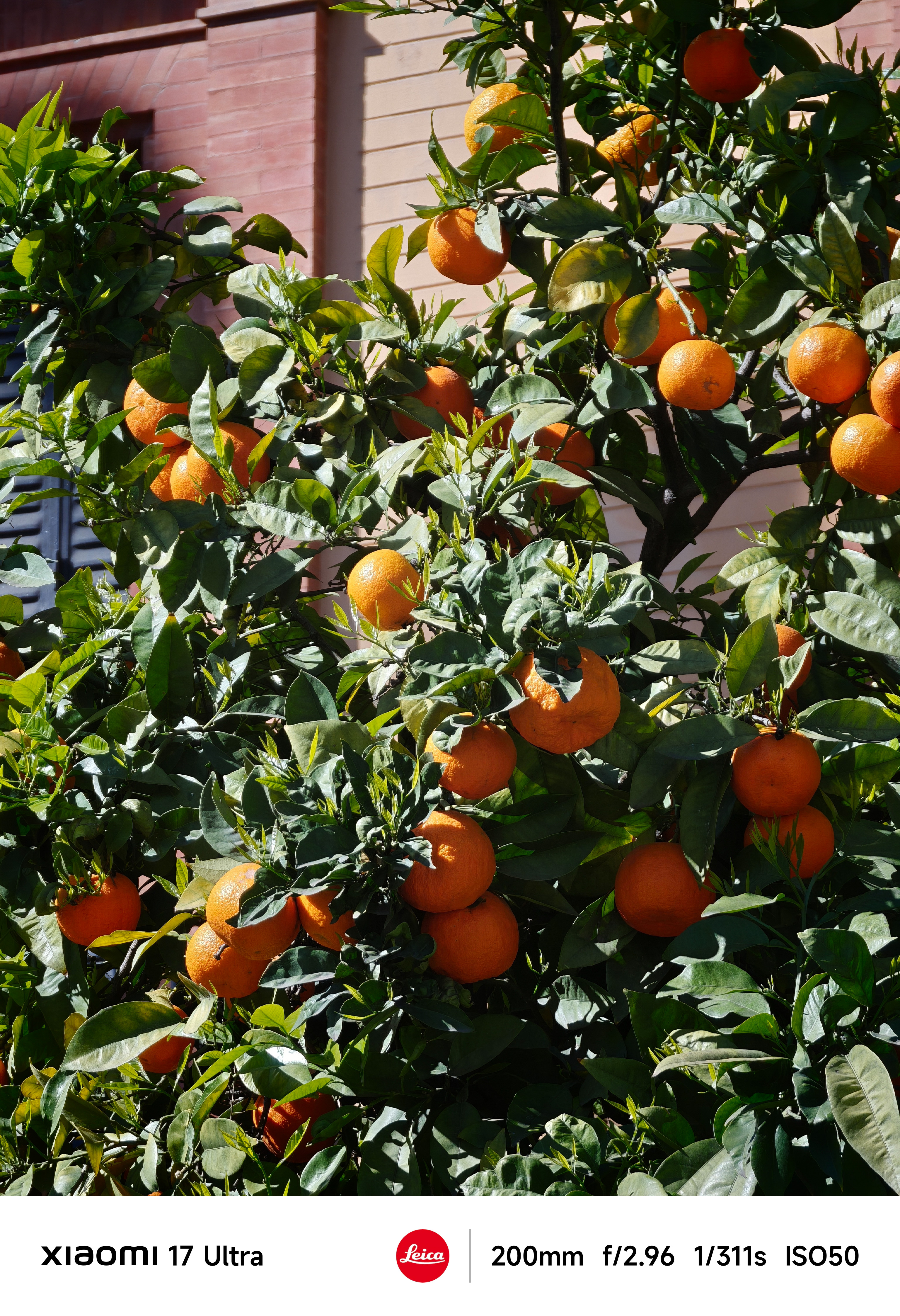 Close-up of ripe oranges hanging on a leafy tree in bright sunlight against a pastel building wall.
