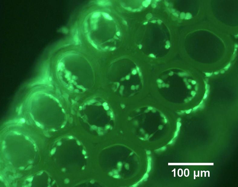 Cells on 3d printed scaffold