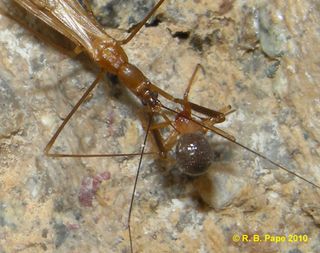 Assassin Bug Attacks Prey