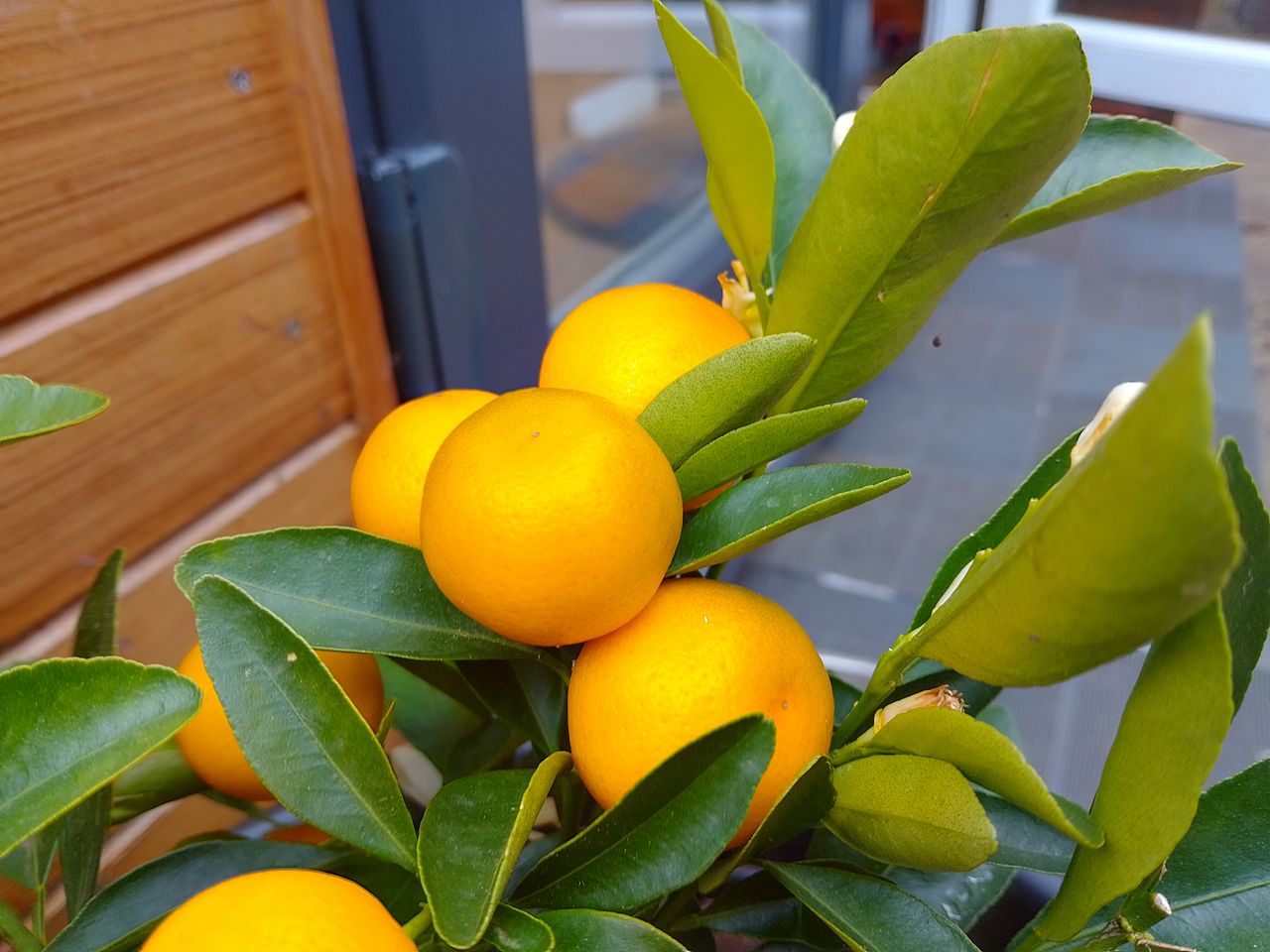 photos taken with nokia g22 main and macro camera lens