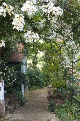 climbing roses around an arch in a spring garden