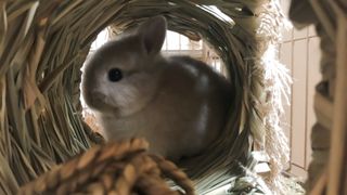 a tiny Netherland dwarf bunny