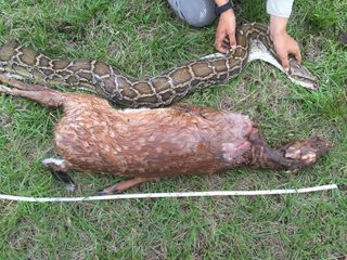 Python outweighed by deer it consumed.