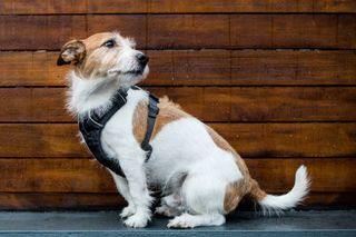 Dog sat down wearing a harness