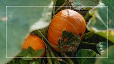 picture of pumpkins growing in garden