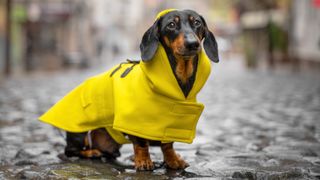 Dachshund wearing a yellow winter jacket outside in the cold