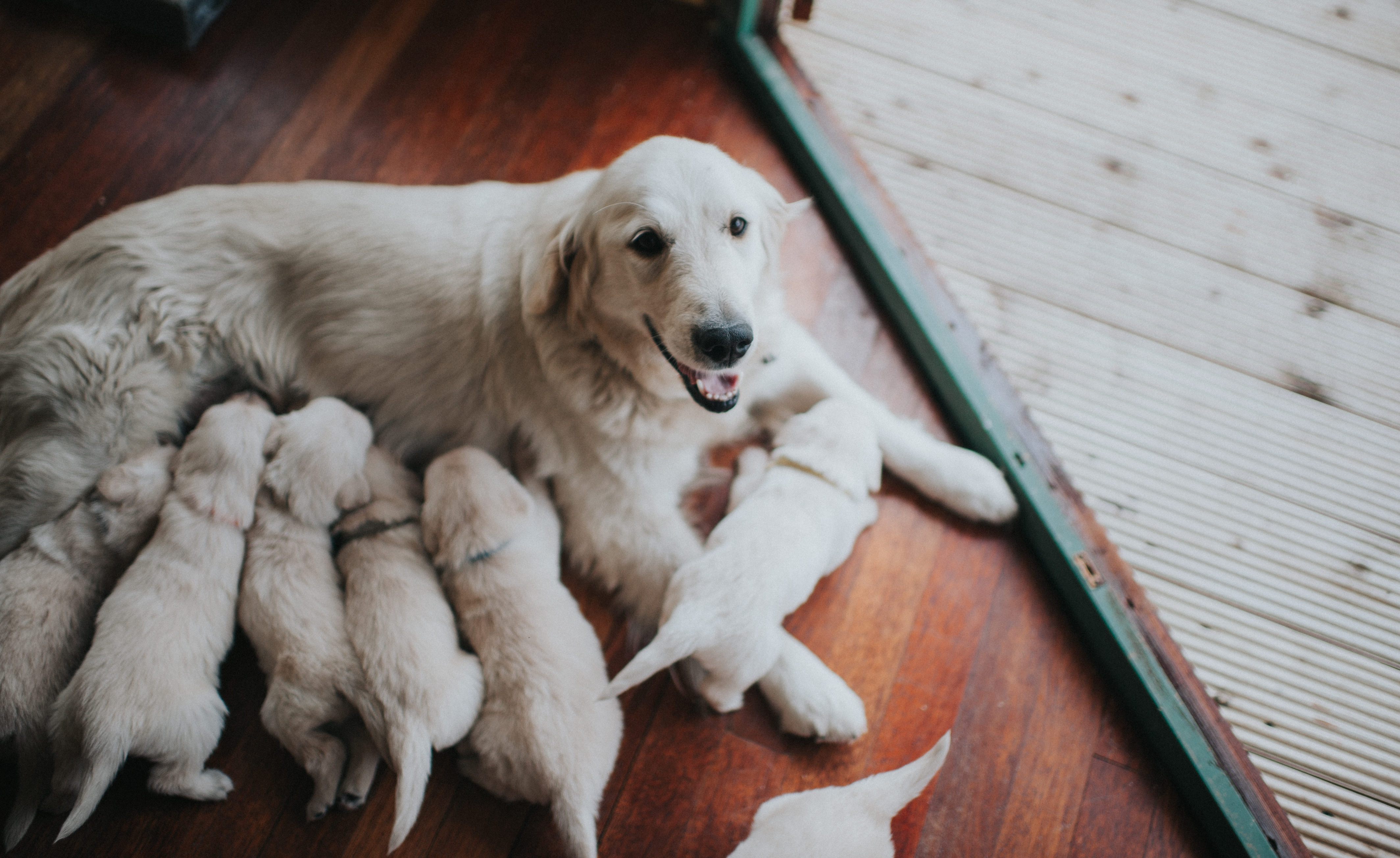 Golden retriever with puppies suckling