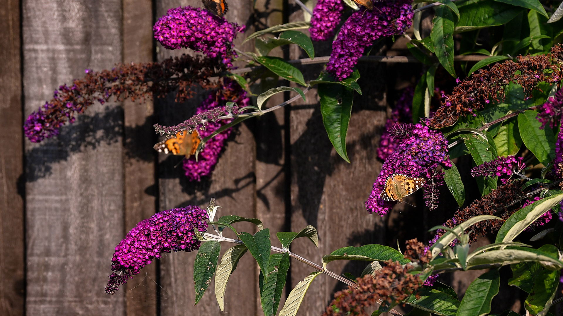 close up of a purple buddleia bush with butterflies