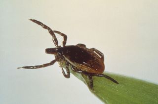 A tiny tick