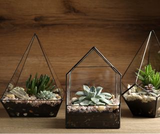 Succulent terrariums