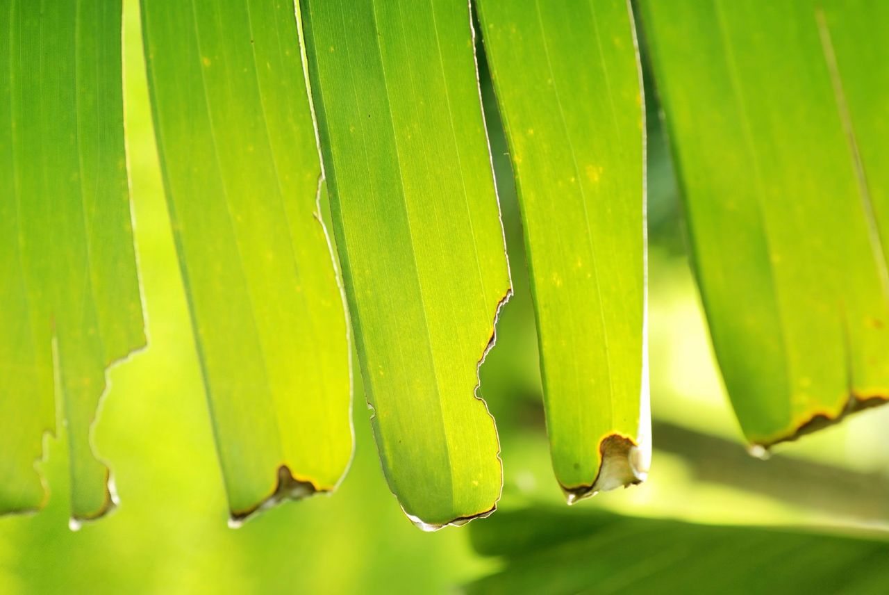 Fraying Palm Fronds