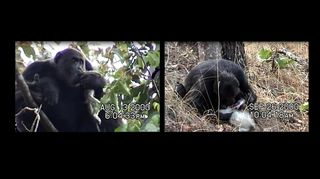 Screen captures show videotaped meat-eating by an adult male chimpanzee in the Kasakela community at Gombe National Park, Tanzania. In the photo on the left, he holds the carcass in his left hand, and sucks the brain from the skull. In the photo on the right, he uses his right hand to hold the monkey down, and consumes muscle from the inner thigh of the right hind leg.
