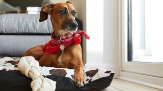 Dog lying on their bed