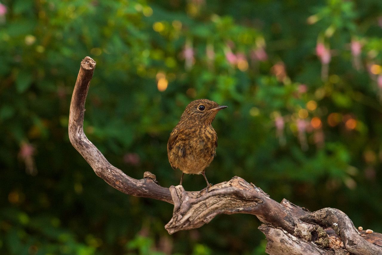 Small bird on a branch in front of foliage with pink flowers, captured with the Camtraptions Camera Trap device and a Nikon DSLR