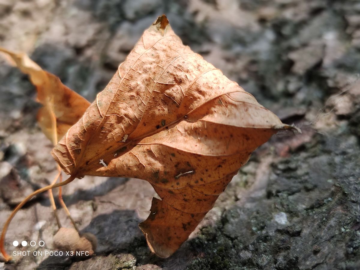 The same scene shot using the main camera is better. Better colour, better &ldquo;macro&rdquo; detail and a shallower depth of field to bring the in-focus sections into sharper relief.