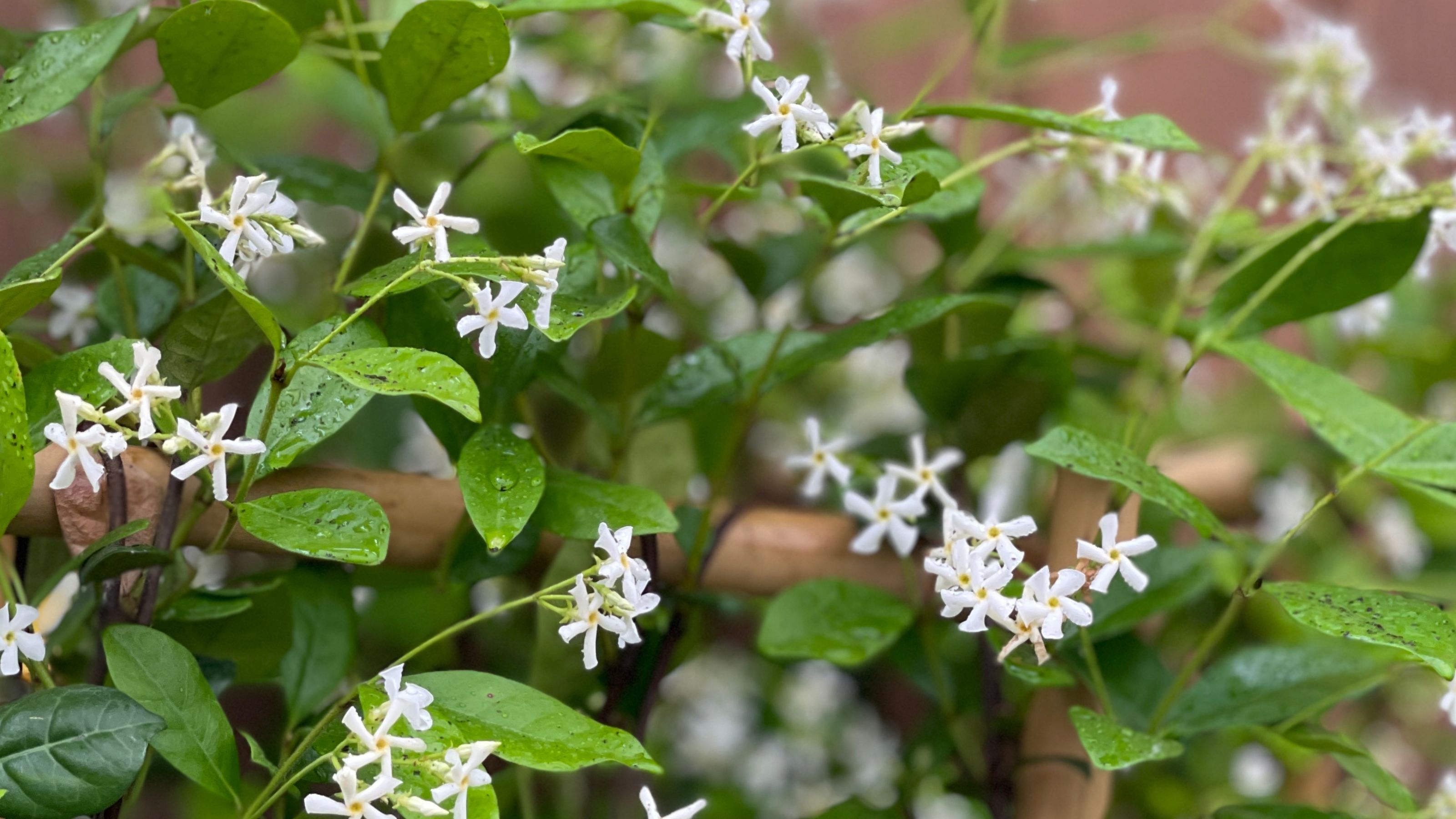 Star jasmine flowers