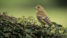 Greenfinch perched on hedge
