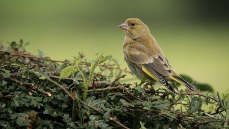 Greenfinch perched on hedge