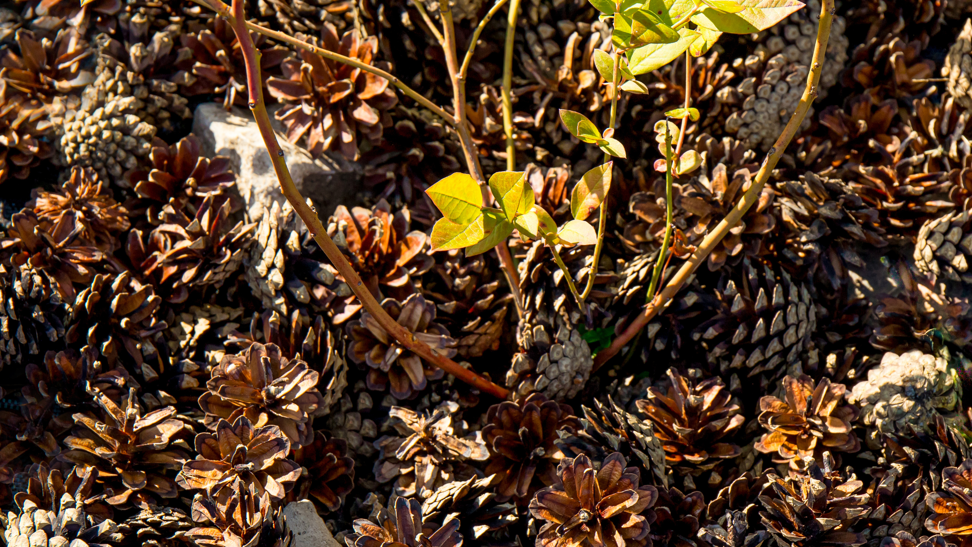 pine cone mulching in a garden border by Helin Loik-Tomson - GettyImages-1501117259