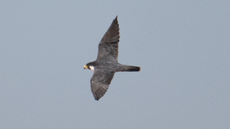 The Siberian peregrine falcon captured on camera while in flight.
