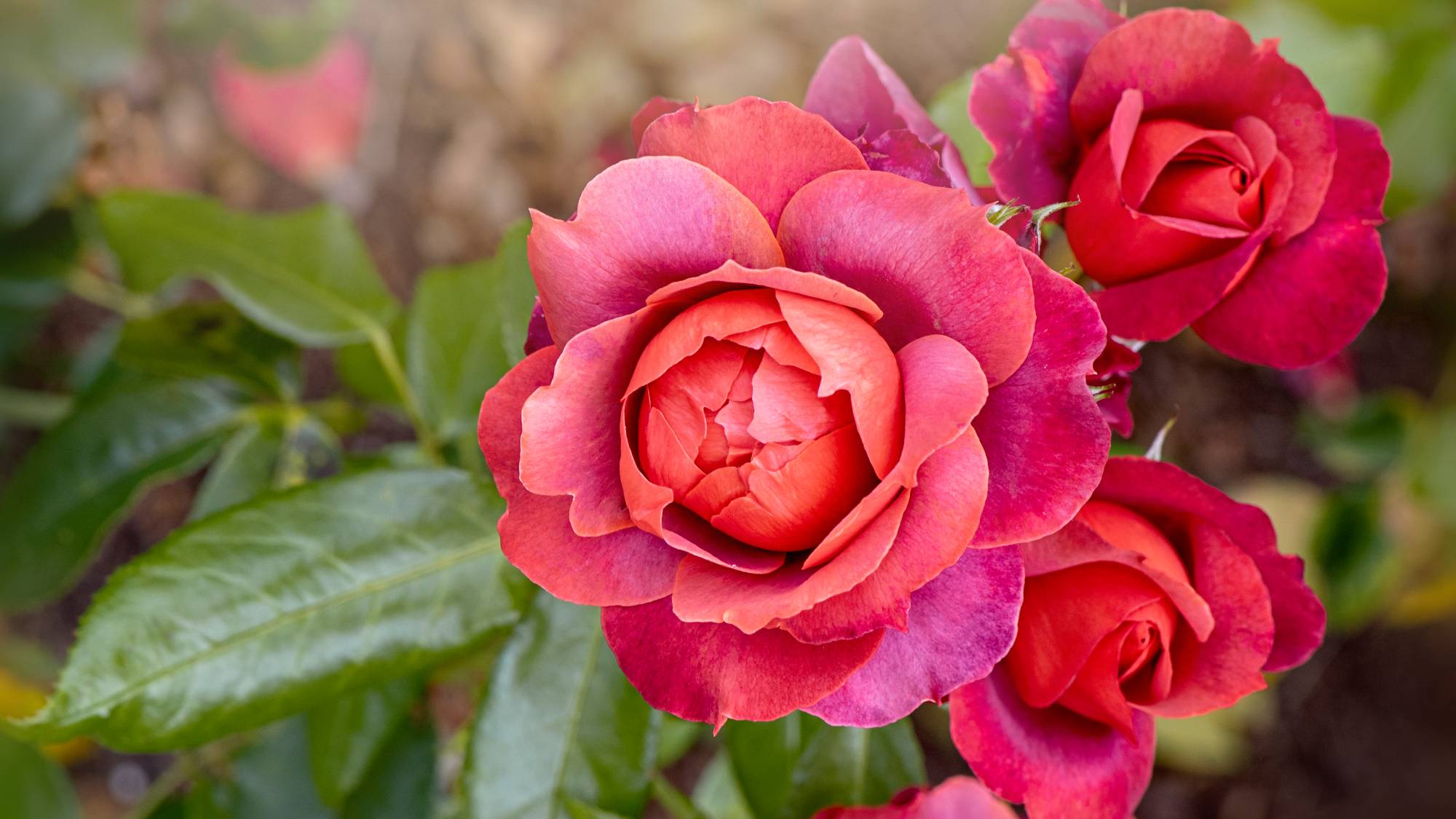 Close up of bright pink roses