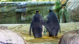 Two male king penguins in Zoo Berlin named Skip and Ping adopted an abandoned egg in August; they had previously tried to hatch stones in their enclosure.