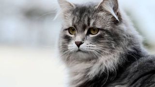 Siberian cat