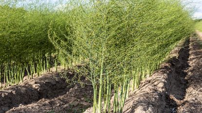 Asparagus fern growing in a field