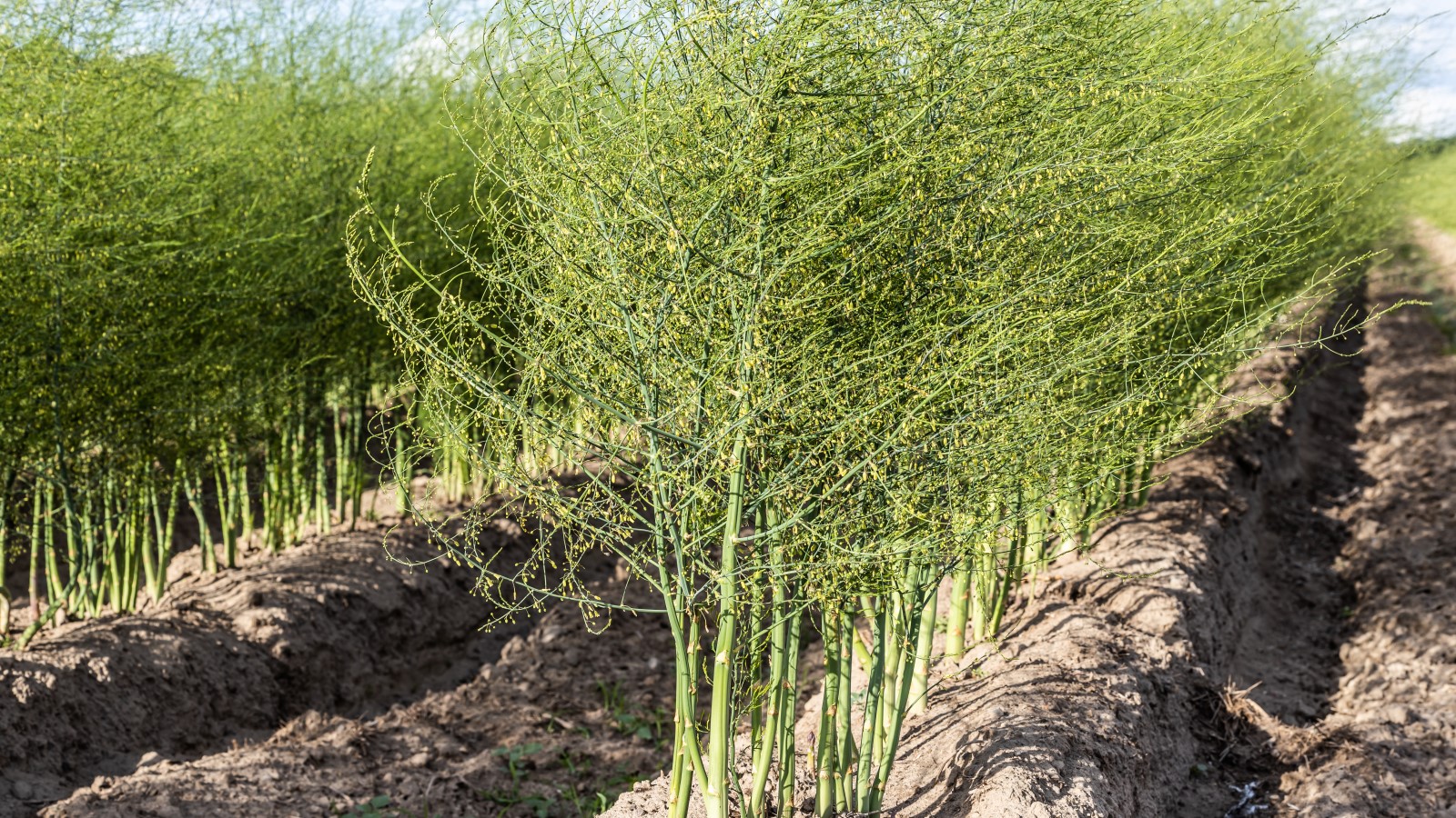 Top tips for when to cut back asparagus for healthy crowns