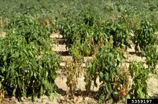 Pepper Plants Affected By Phytophthora Fungus