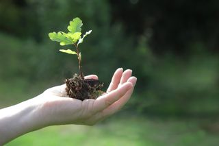 Planting a tree for climate change