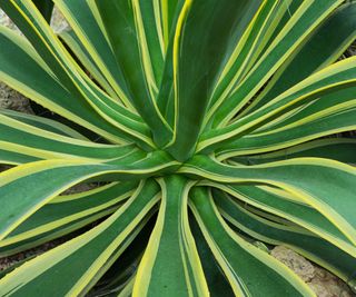 Agave desmettiana 'variegata'