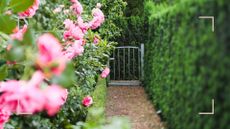 garden path with conifer hedges