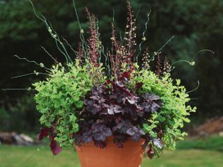 Heuchera 'Can-can', Juncus effusus f spiralis, Teucrium scorodonia 'Crispum'