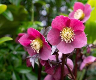 Hellebore