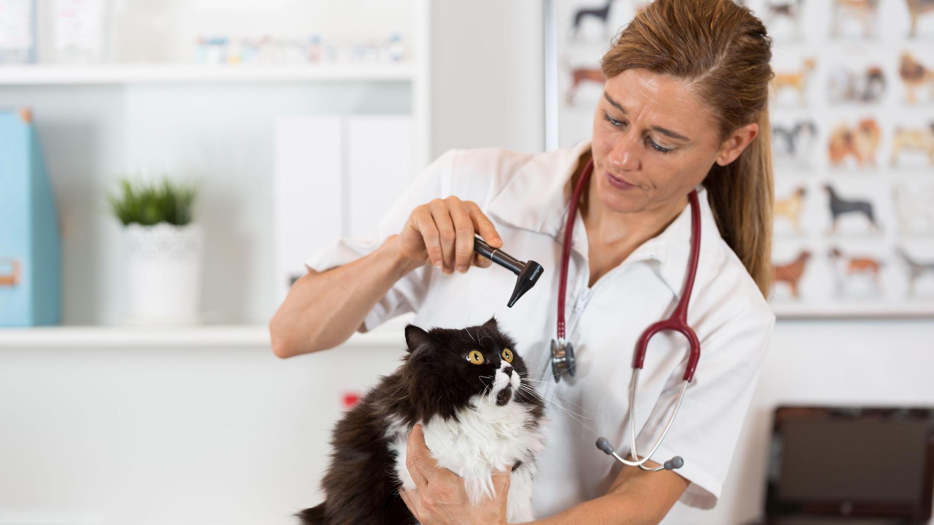Vet inspecting cat's eyes